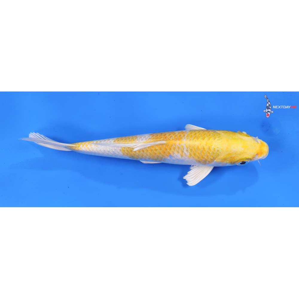 8.5” Imported Lemon Hariwake