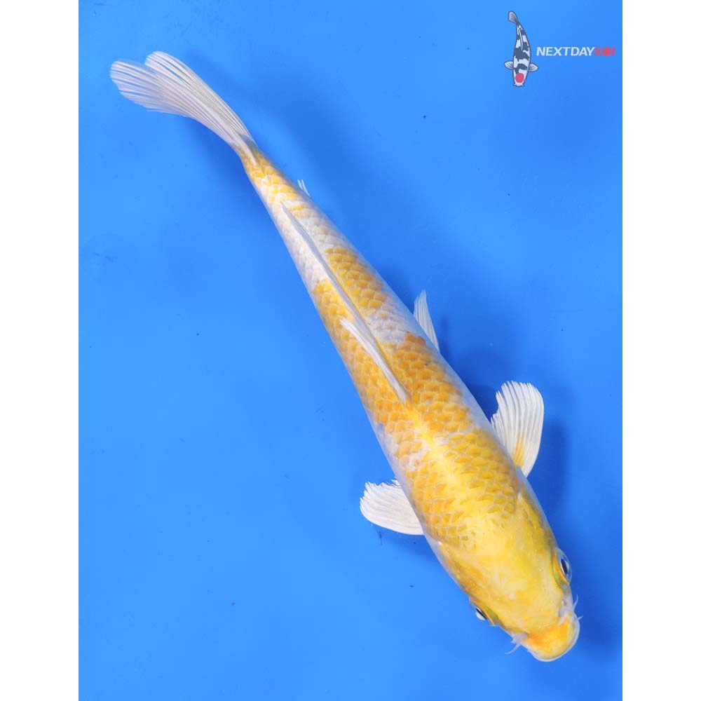 8.5” Imported Lemon Hariwake