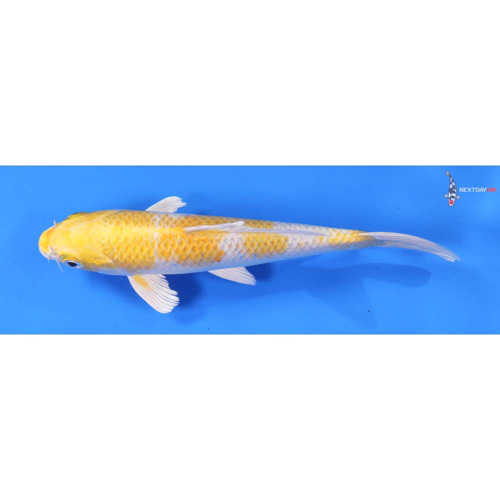 8.5” Imported Lemon Hariwake