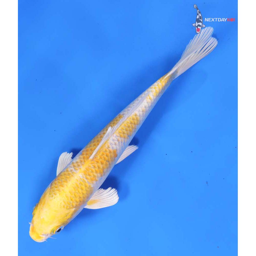 8.5” Imported Lemon Hariwake