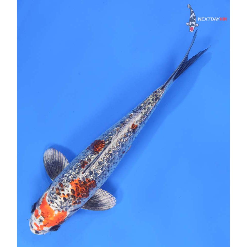 9.5” Imported Gin Rin Kujaku