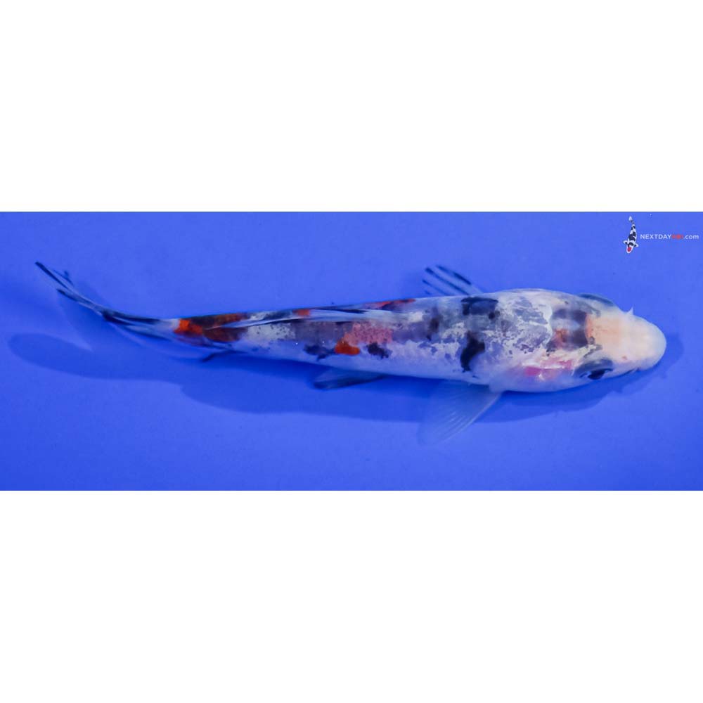 4” Imported Doitsu Sanke