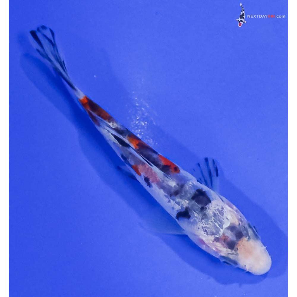 4” Imported Doitsu Sanke