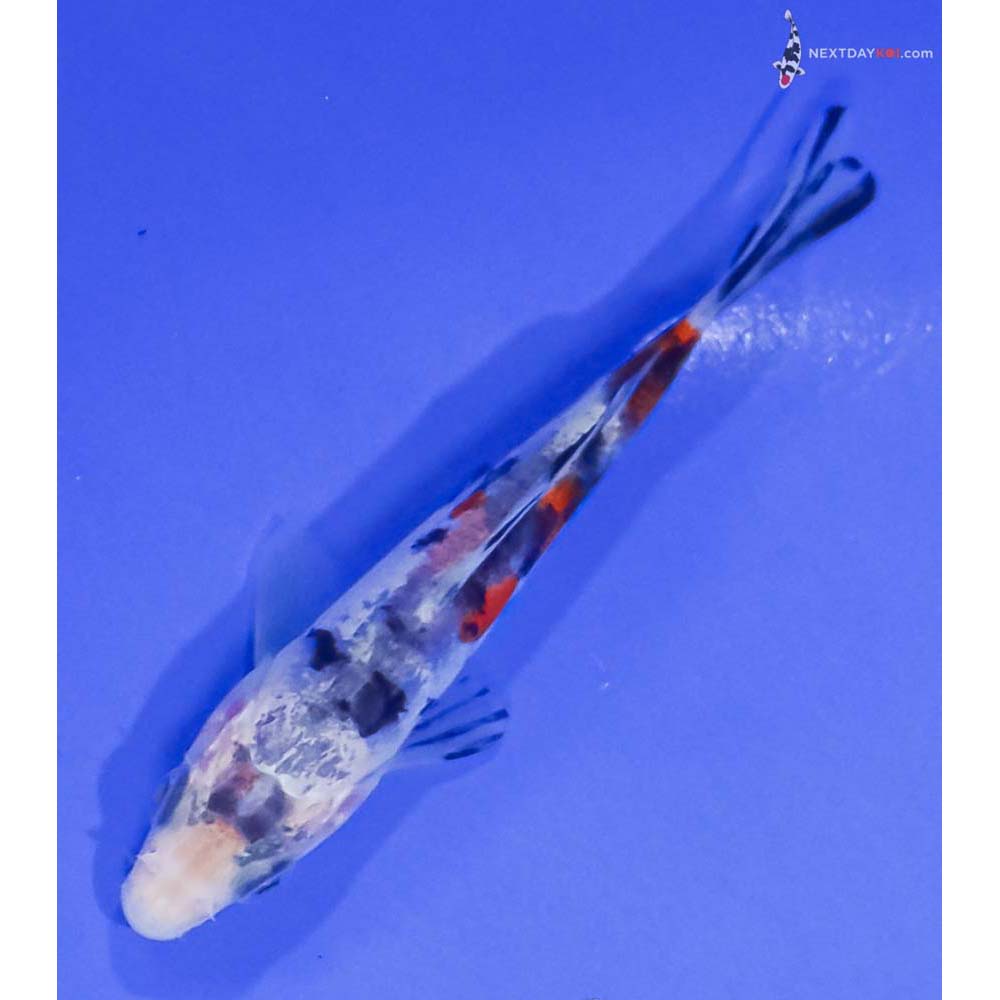 4” Imported Doitsu Sanke