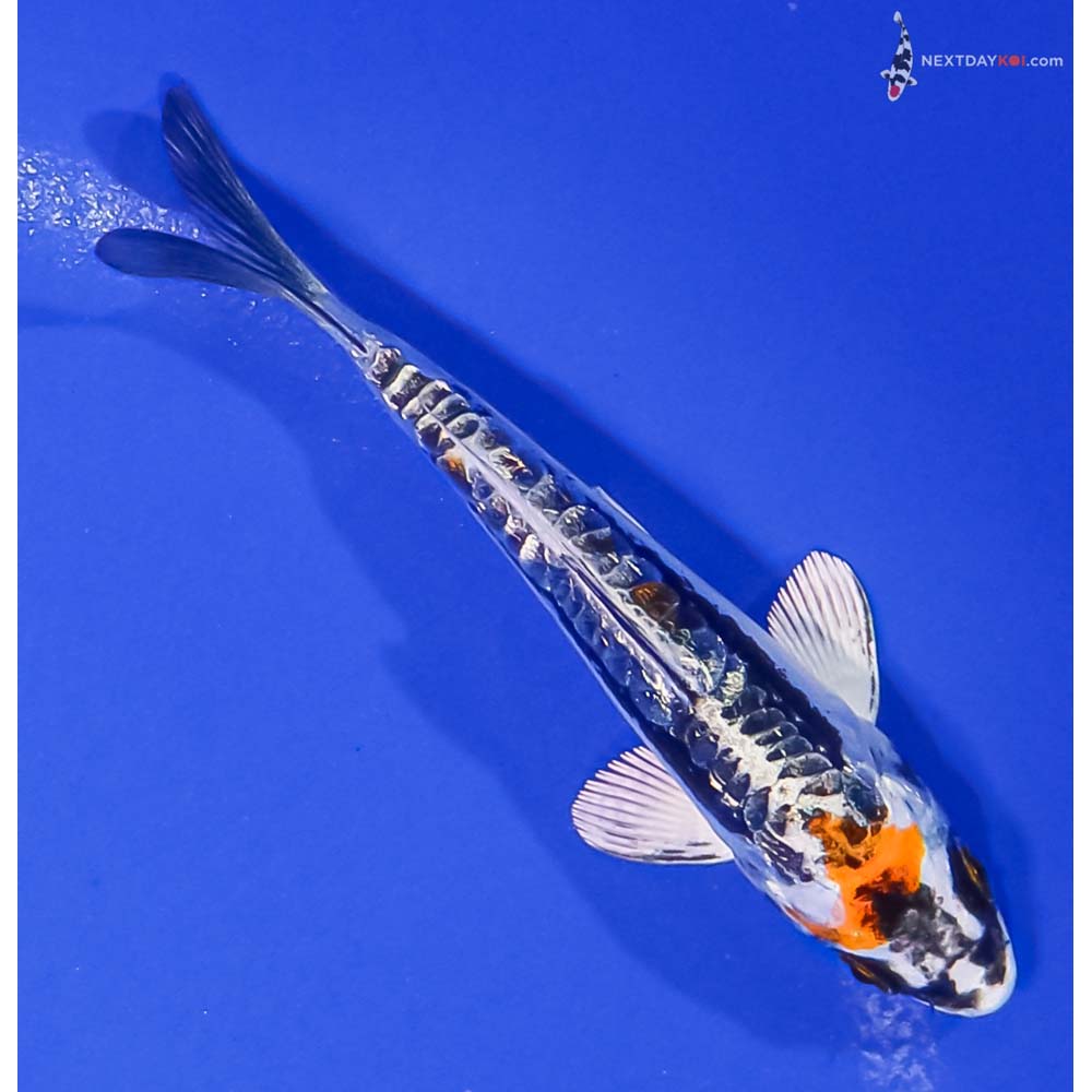 4” Imported Gin Rin Kin Kikokuryu