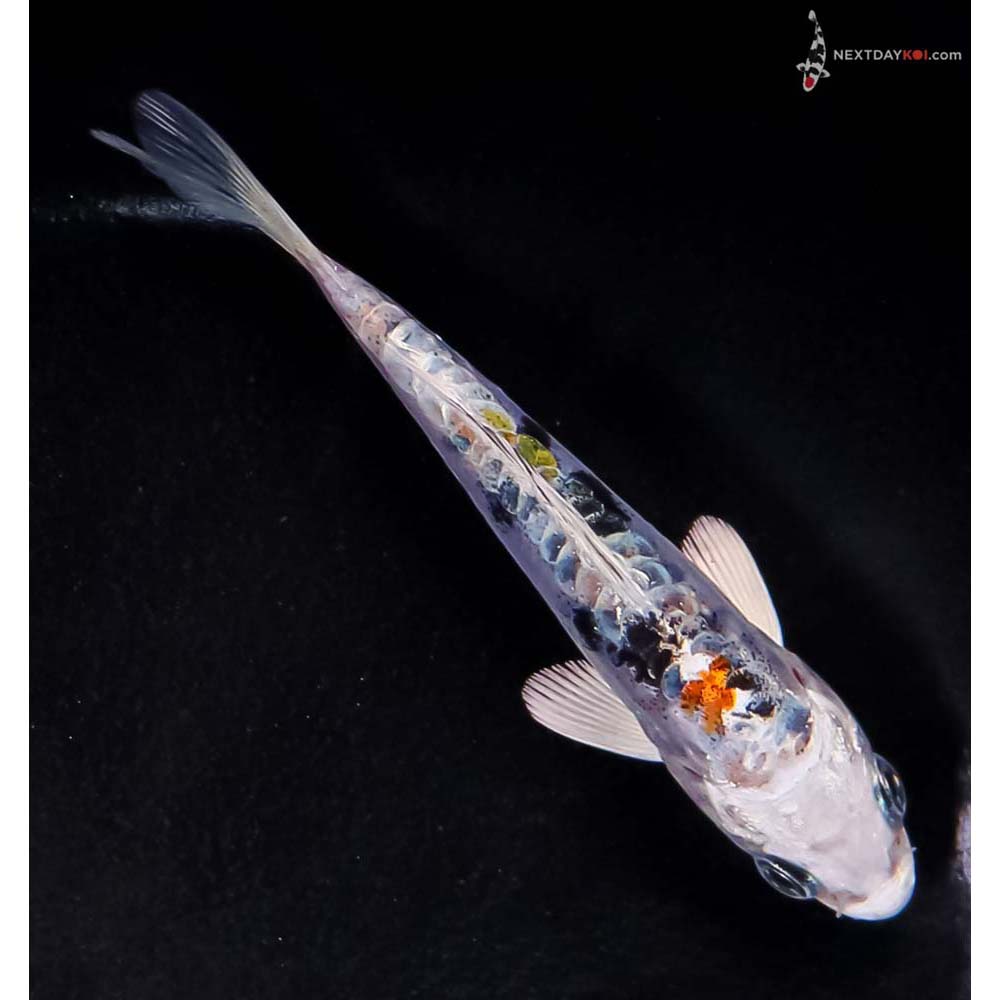 4” Imported Heisei Nishiki