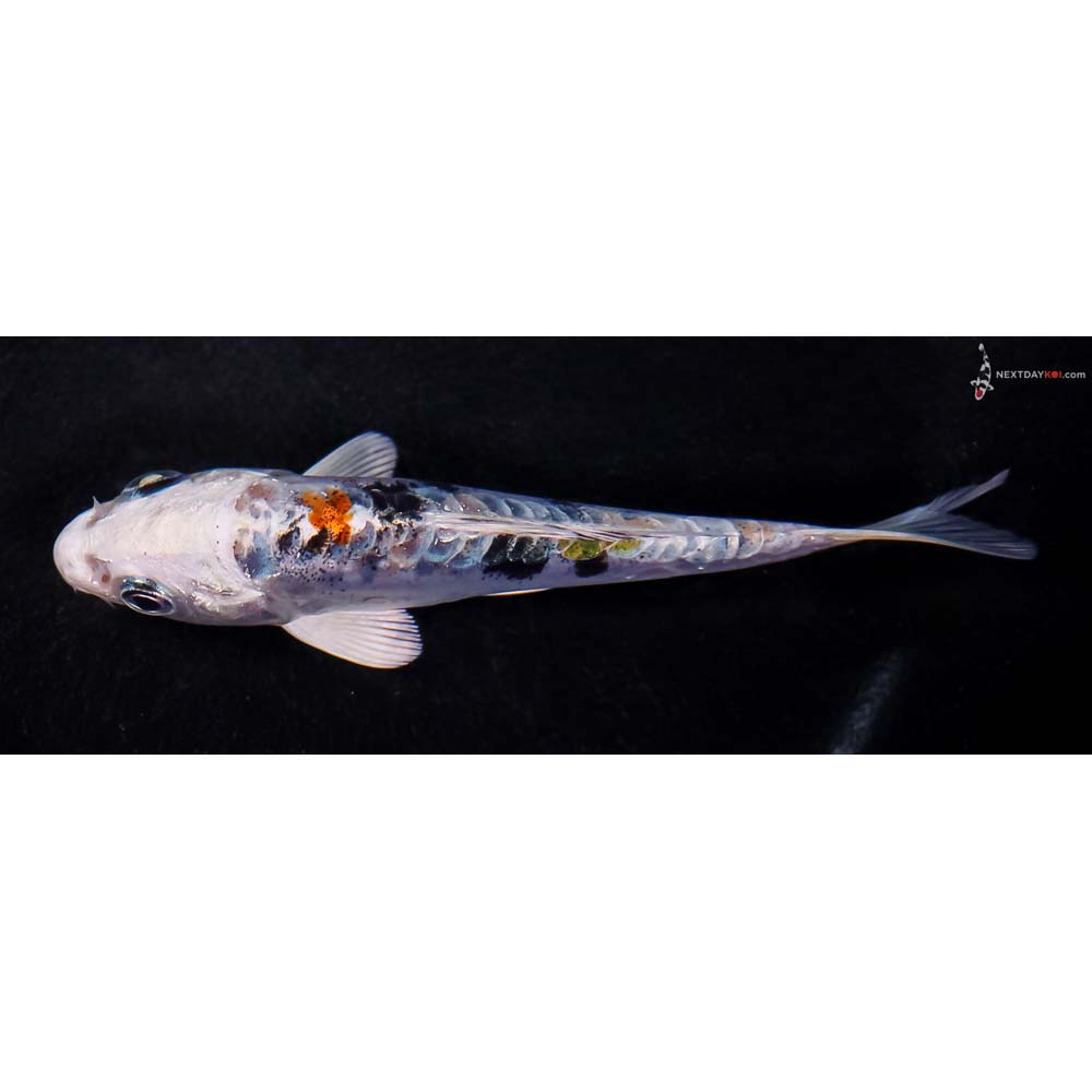 4” Imported Heisei Nishiki