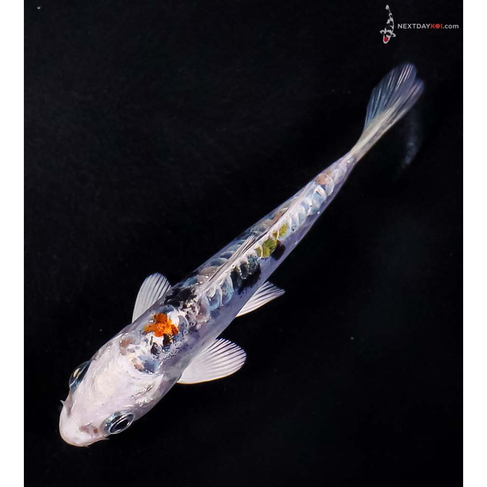 4” Imported Heisei Nishiki