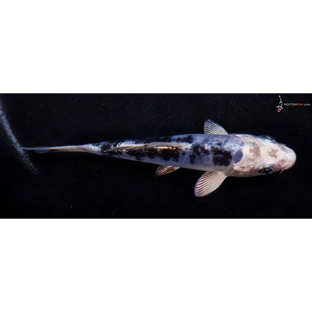 4” Imported Doitsu Blue Gin Shiro Bekko