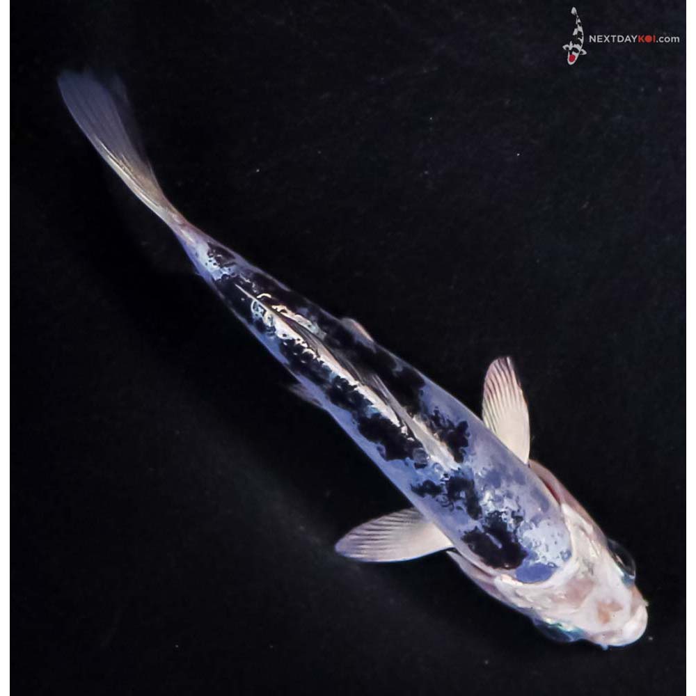 4” Imported Doitsu Blue Gin Shiro Bekko