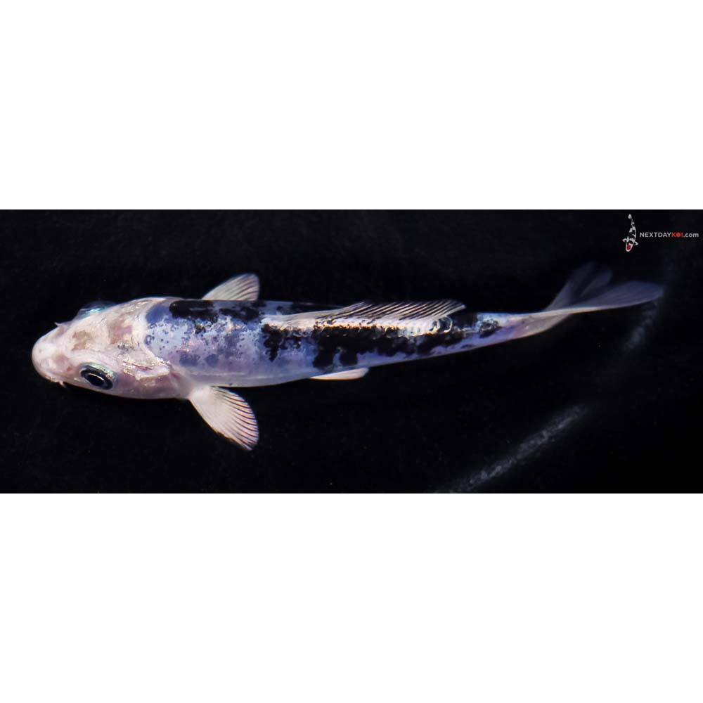 4” Imported Doitsu Blue Gin Shiro Bekko