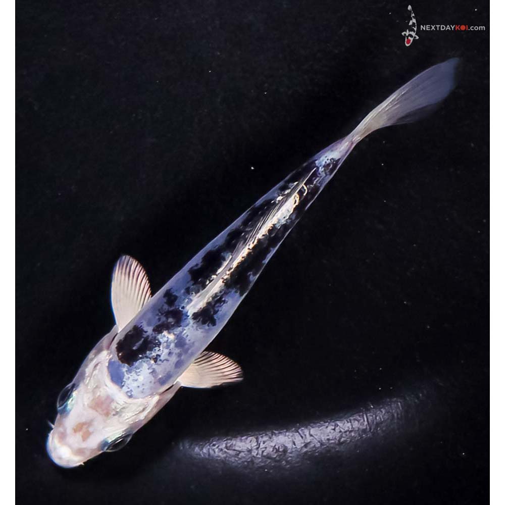 4” Imported Doitsu Blue Gin Shiro Bekko