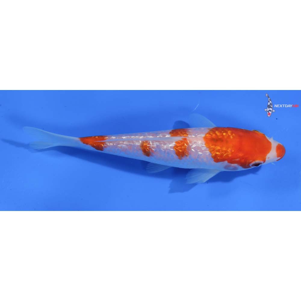 6” Imported Gin Rin Kohaku