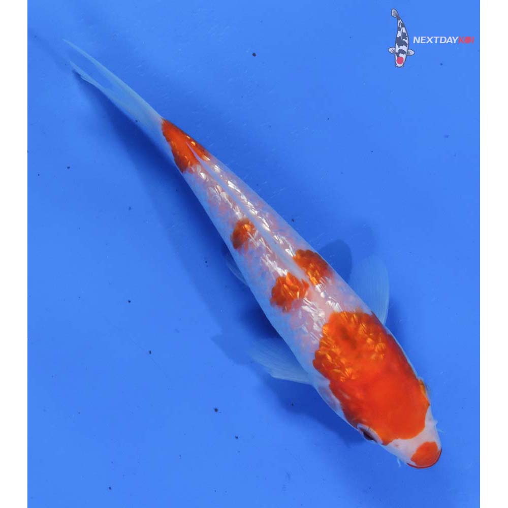6” Imported Gin Rin Kohaku