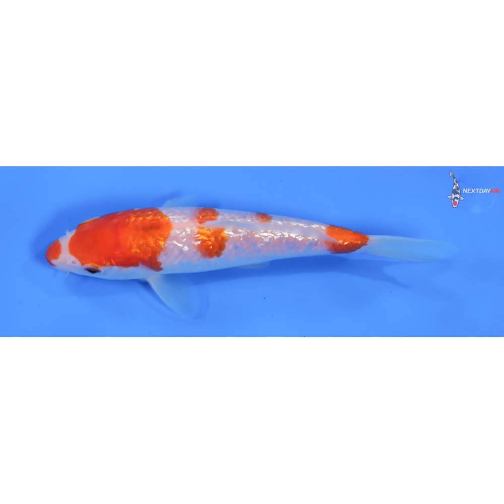 6” Imported Gin Rin Kohaku