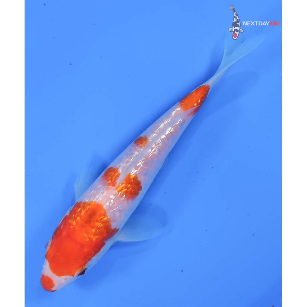6” Imported Gin Rin Kohaku