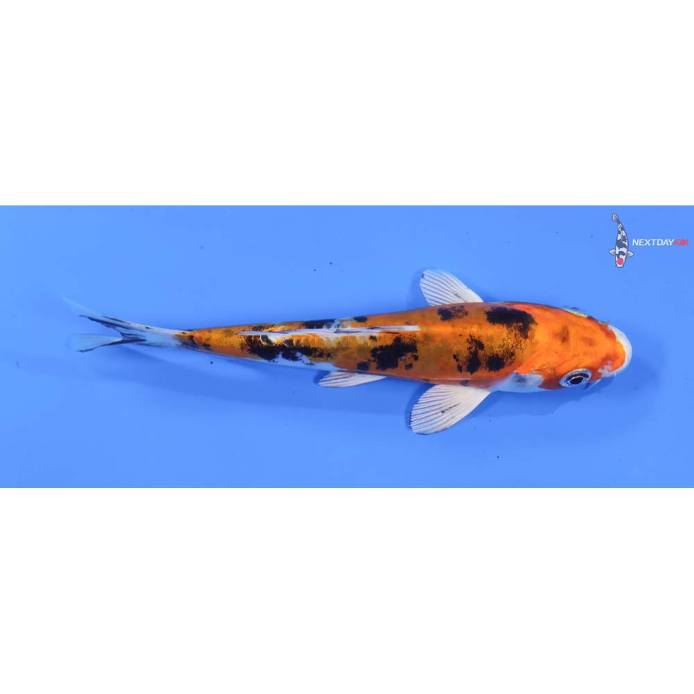 6” Imported Heisei Nishiki