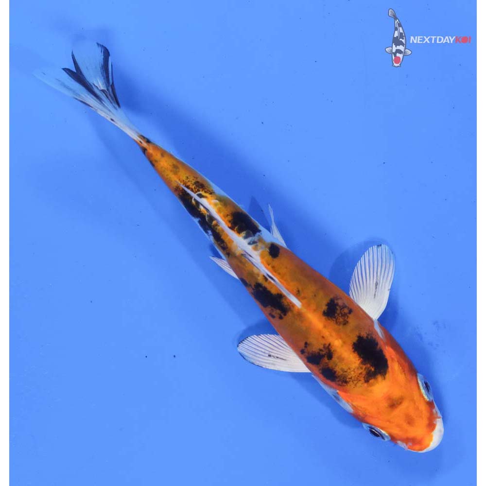 6” Imported Heisei Nishiki