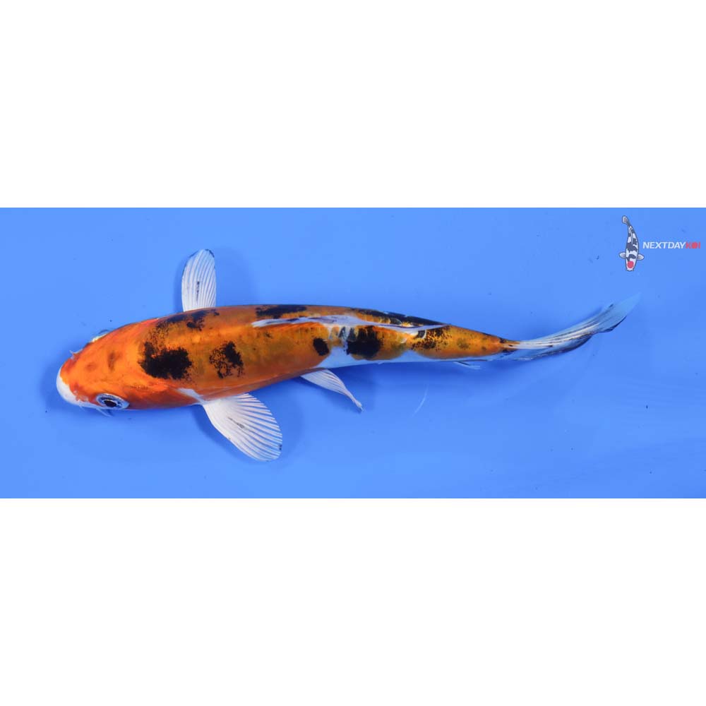 6” Imported Heisei Nishiki