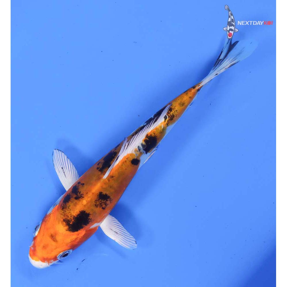 6” Imported Heisei Nishiki