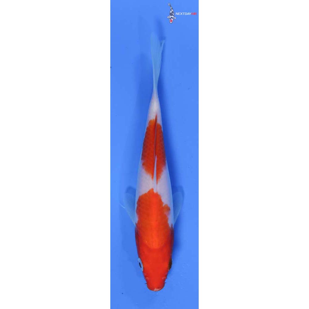 6” Imported Kohaku