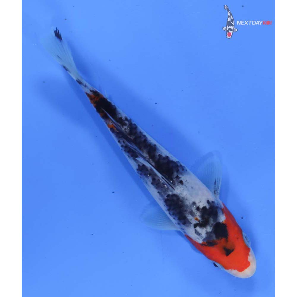 6” Imported Sanke