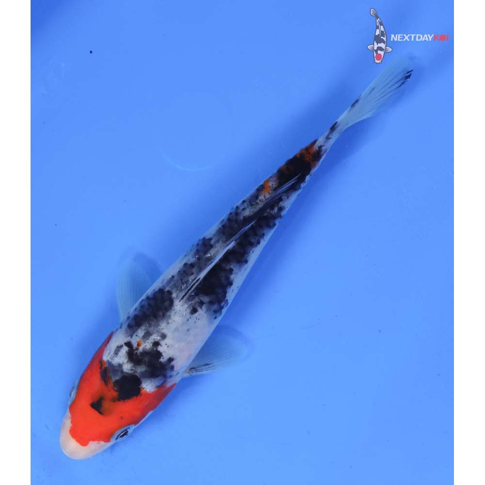 6” Imported Sanke