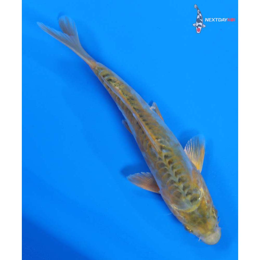 6.5” Imported Midorigoi