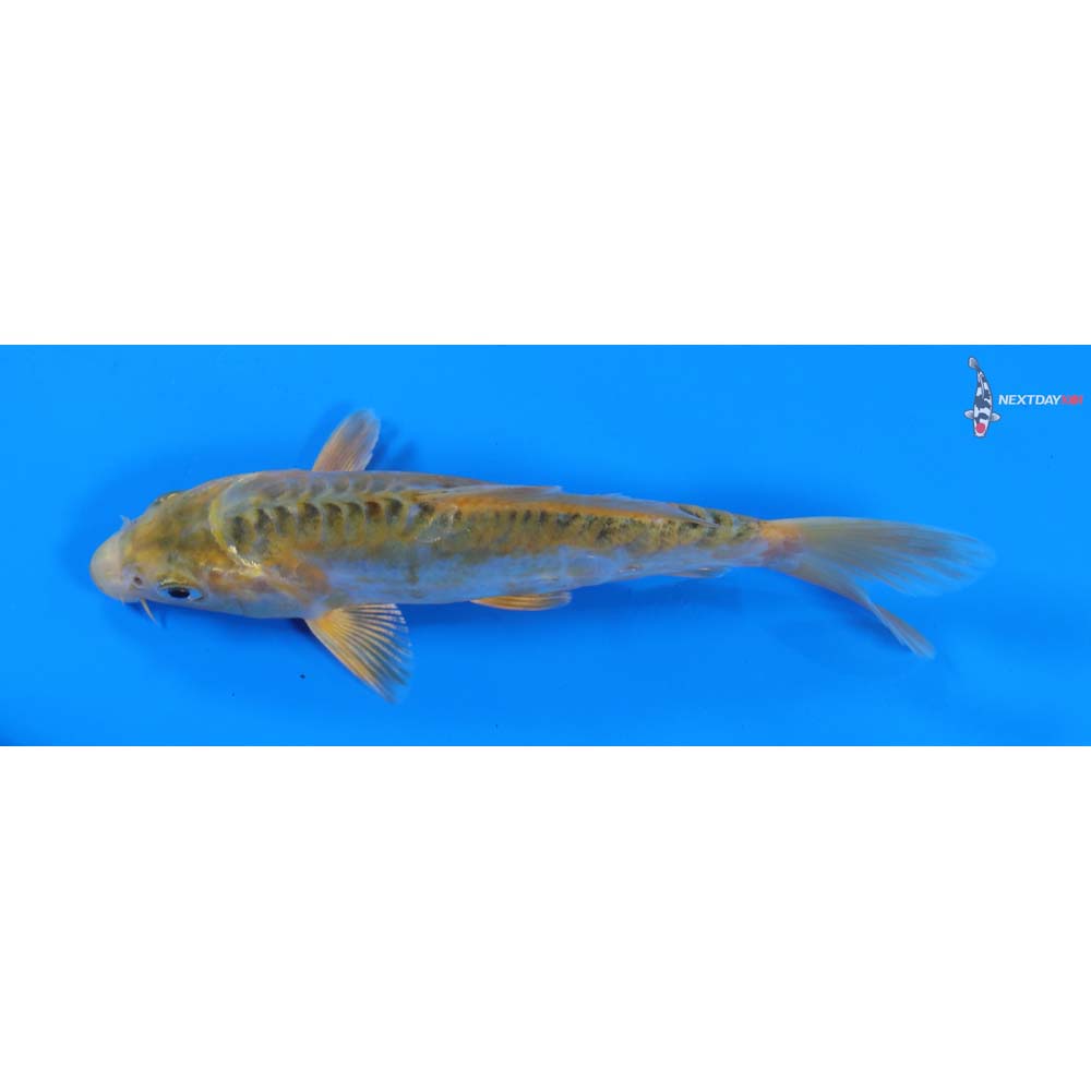 6.5” Imported Midorigoi