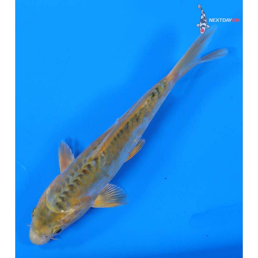 6.5” Imported Midorigoi
