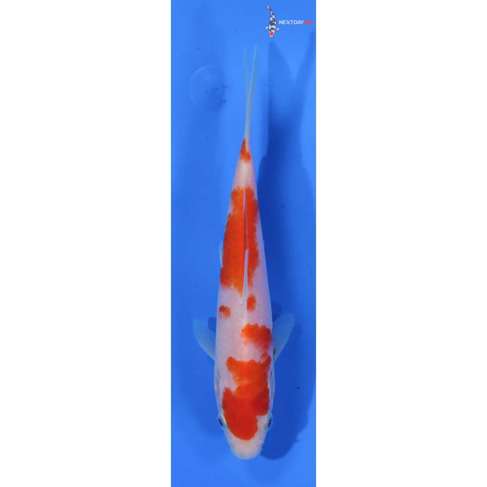 6.5” Imported Kohaku