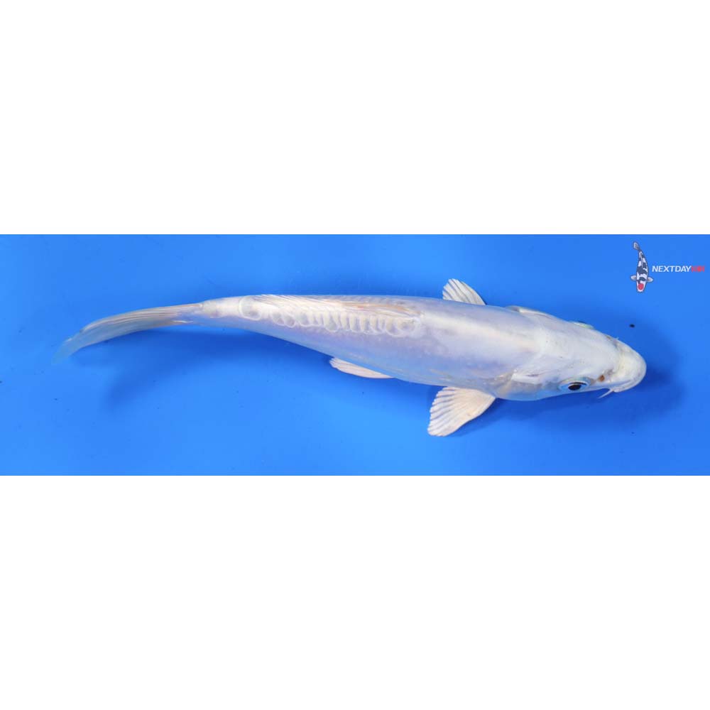 6.5” Imported Doitsu Platinum Ogon