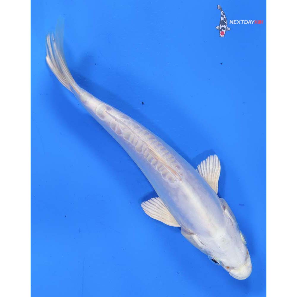 6.5” Imported Doitsu Platinum Ogon