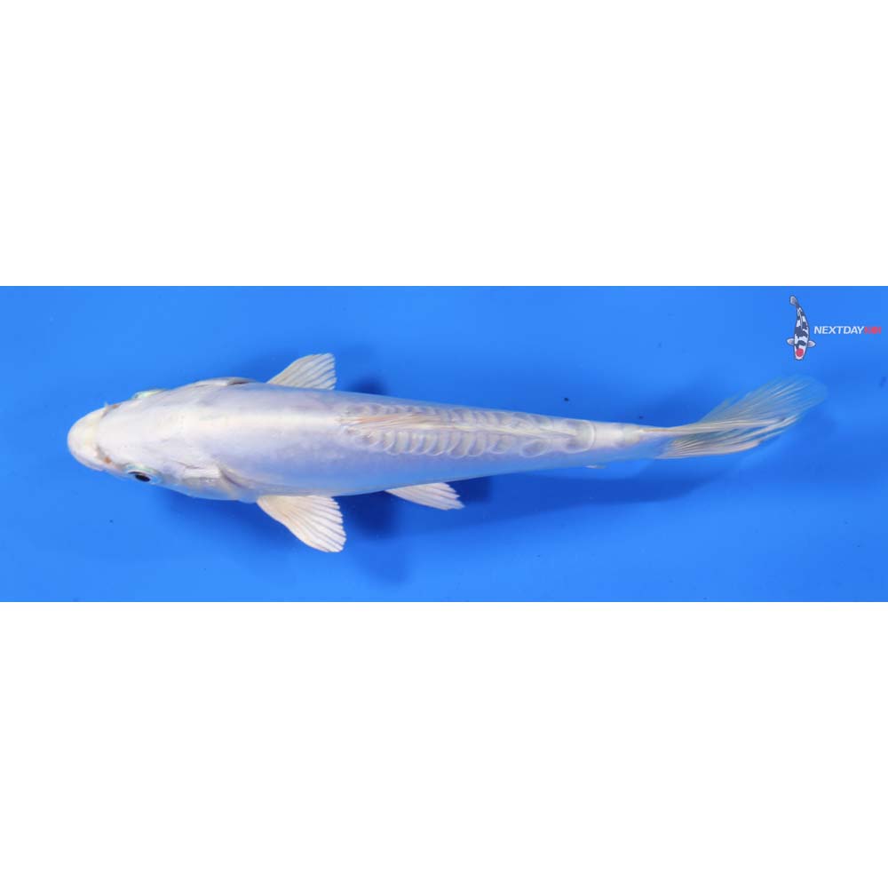 6.5” Imported Doitsu Platinum Ogon