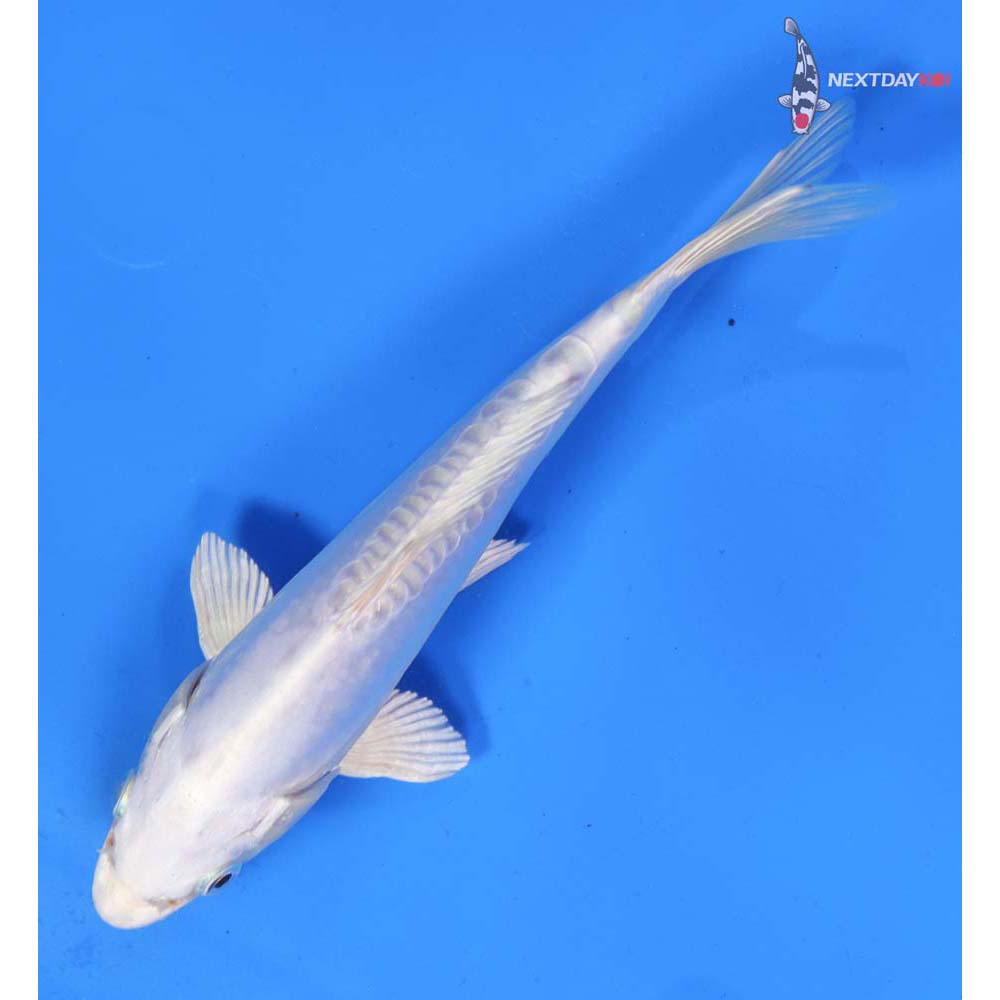 6.5” Imported Doitsu Platinum Ogon