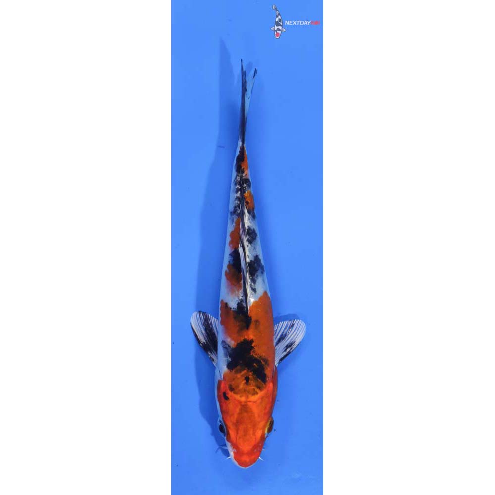 6.5” Imported Sanke