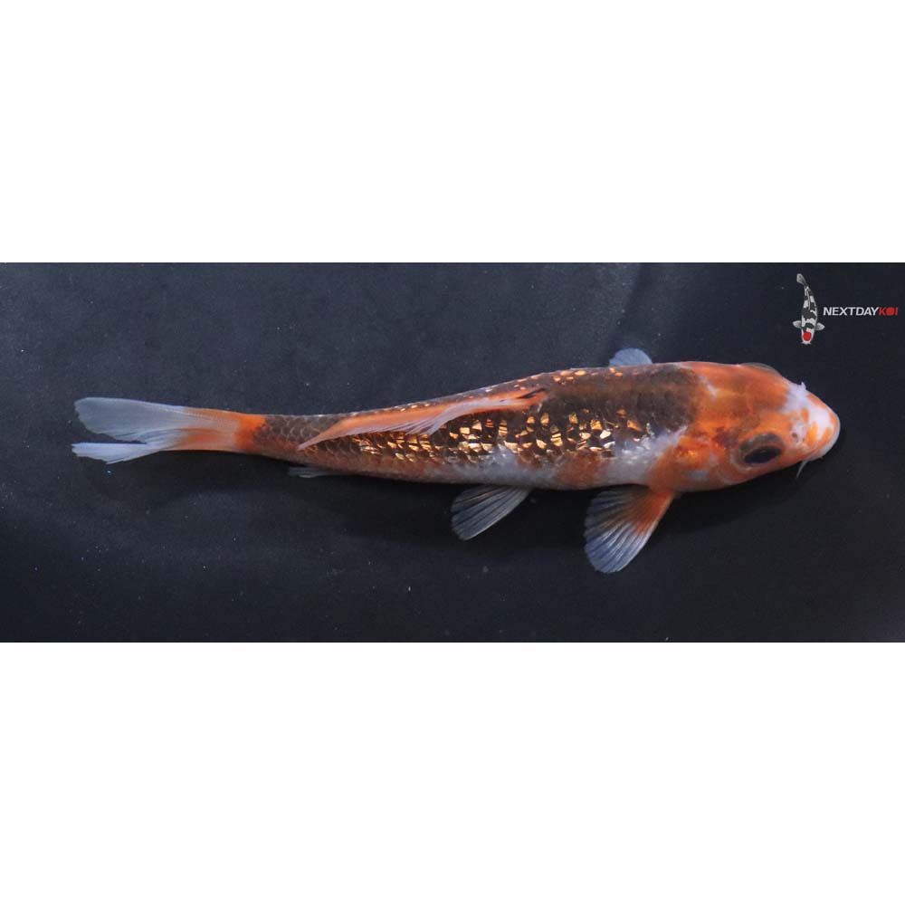 4.5” Imported Gin Rin Asagi