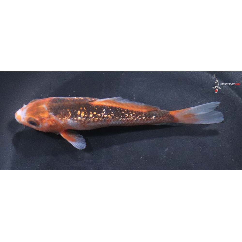 4.5” Imported Gin Rin Asagi