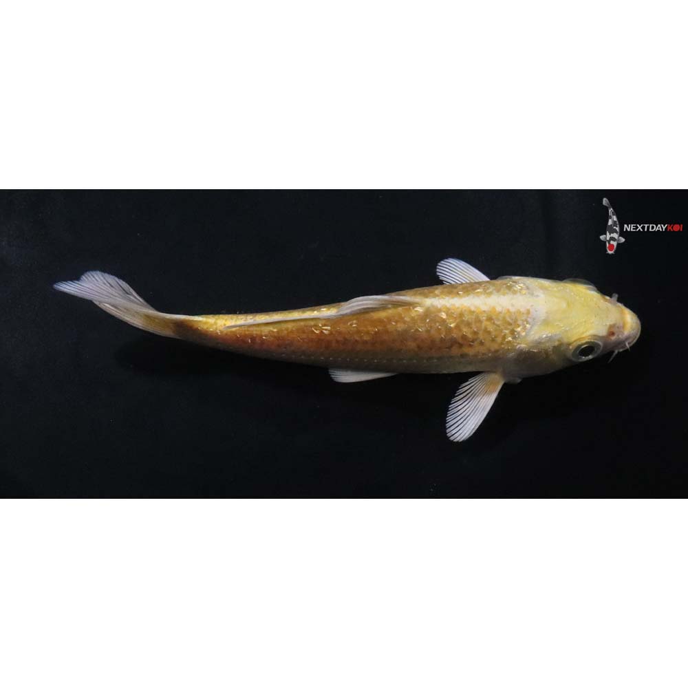 5” Imported Gin Rin Yamabuki Ogon