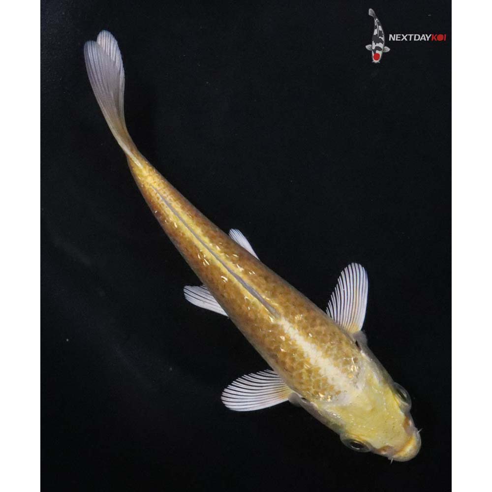 5” Imported Gin Rin Yamabuki Ogon