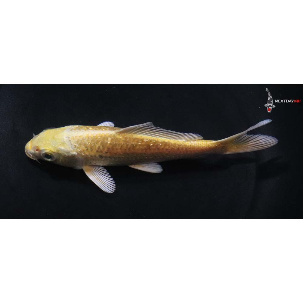 5” Imported Gin Rin Yamabuki Ogon