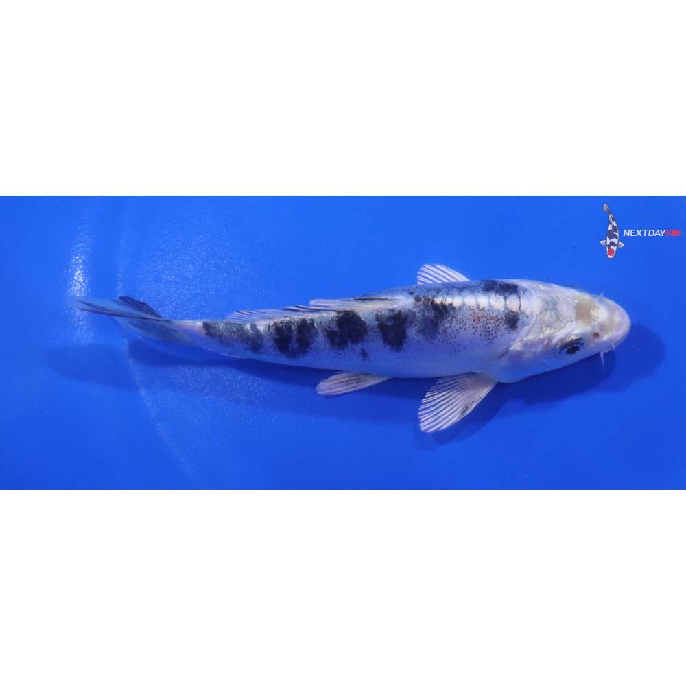 5” Imported Doitsu Gin Shiro Bekko