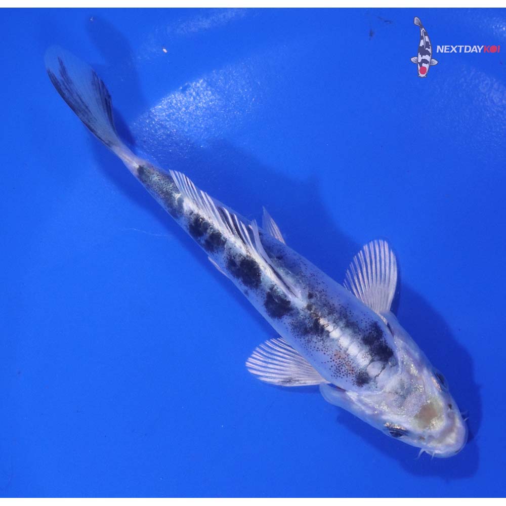 5” Imported Doitsu Gin Shiro Bekko