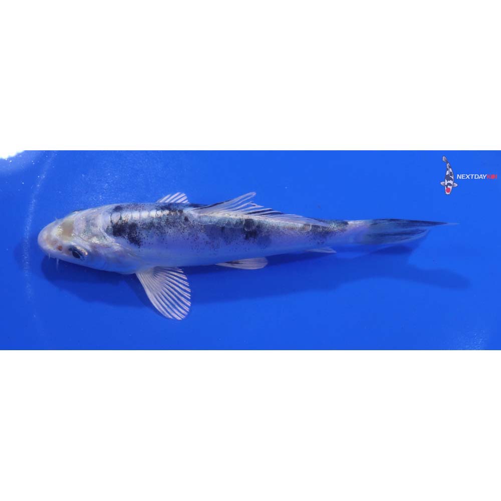 5” Imported Doitsu Gin Shiro Bekko