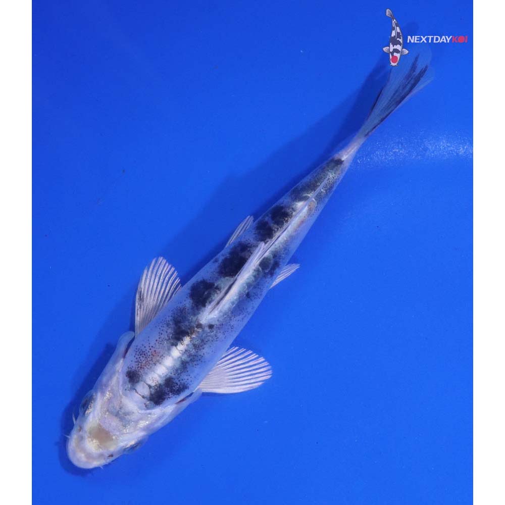 5” Imported Doitsu Gin Shiro Bekko