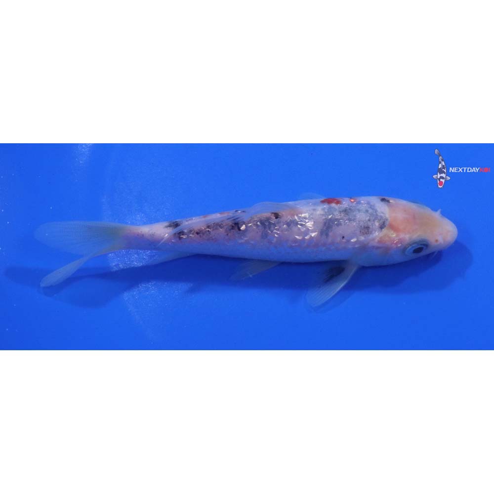 5” Imported Sanke
