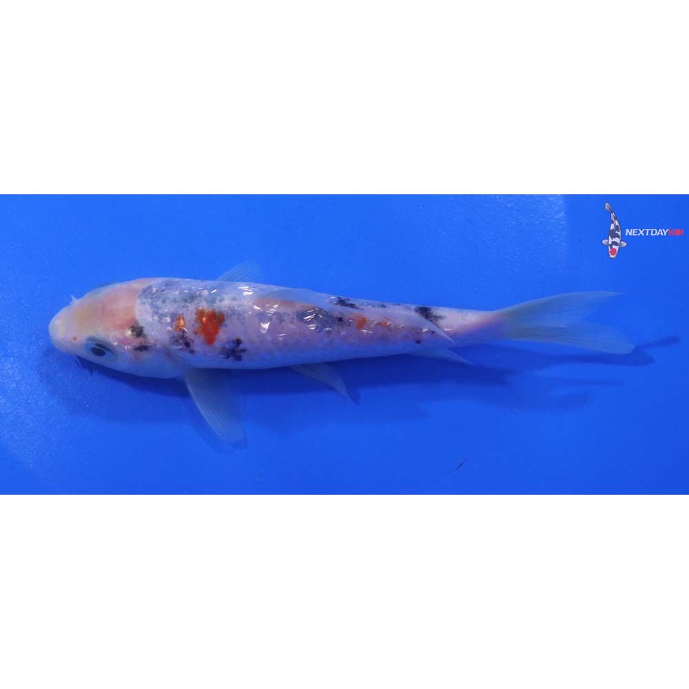 5” Imported Sanke