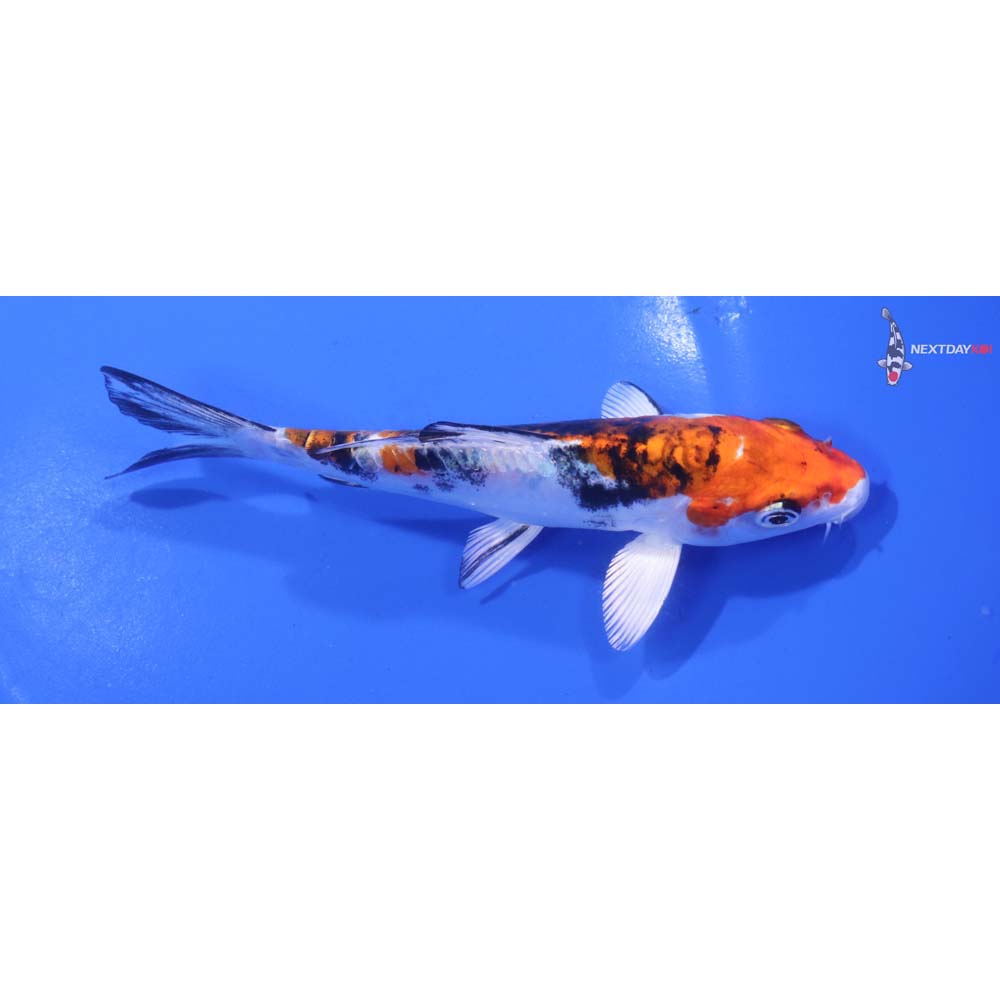 5.5” Imported Heisei Nishiki