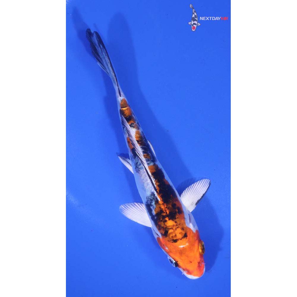 5.5” Imported Heisei Nishiki