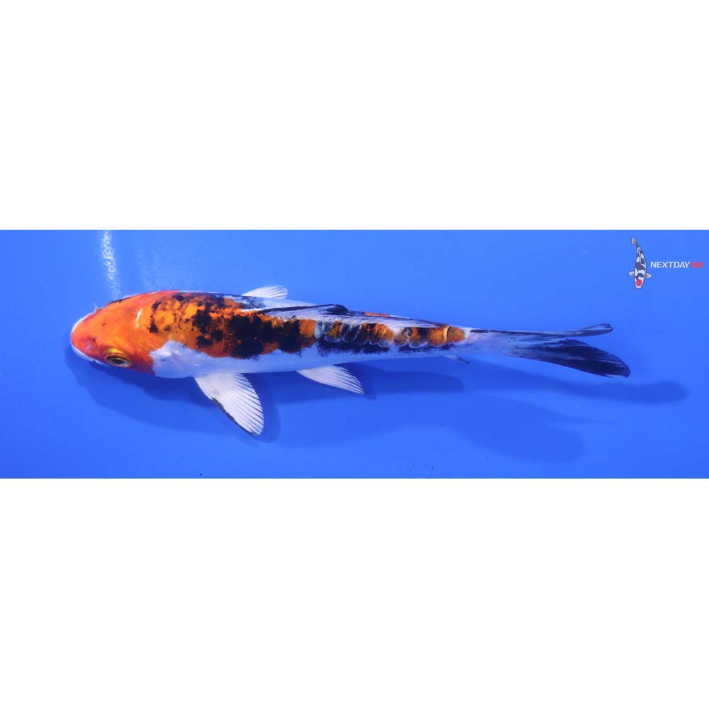 5.5” Imported Heisei Nishiki